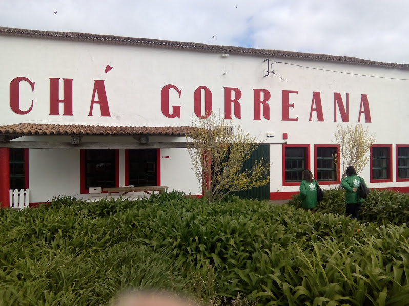 TEA GORREANA ISLAND OF S. MIGUEL AZORES CH GORREANA ILHA DE