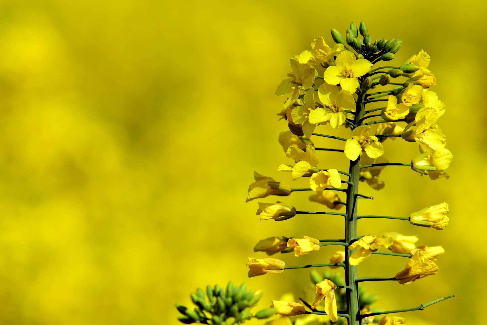 oilseed-rape-2301947_1920.jpg