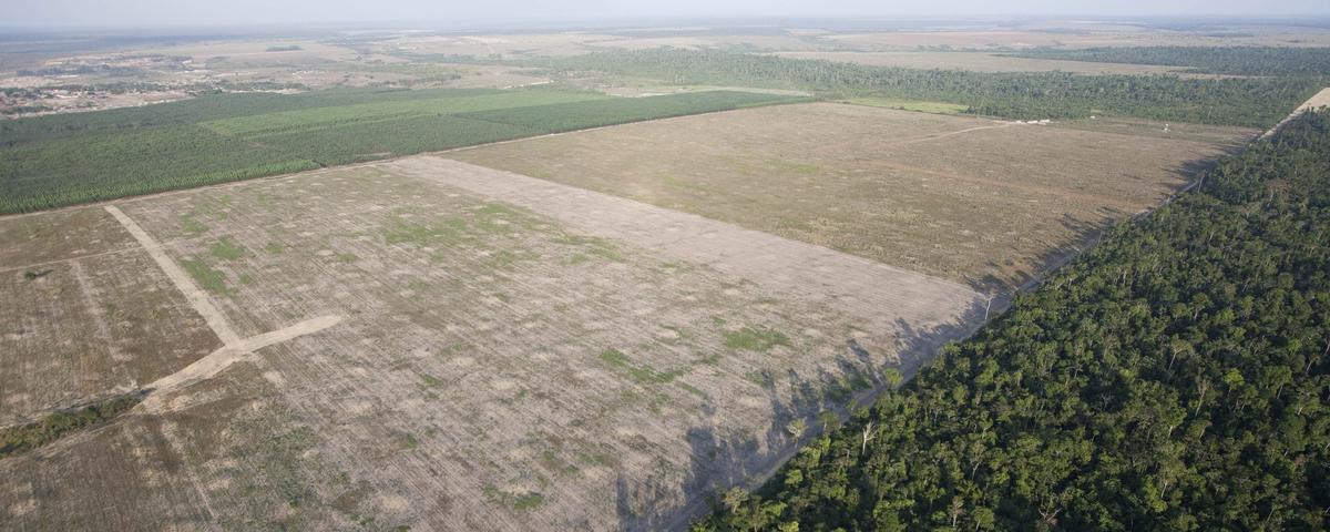 deforestacion-tala-arboles-amazonas-planeta-naturaleza.jpg