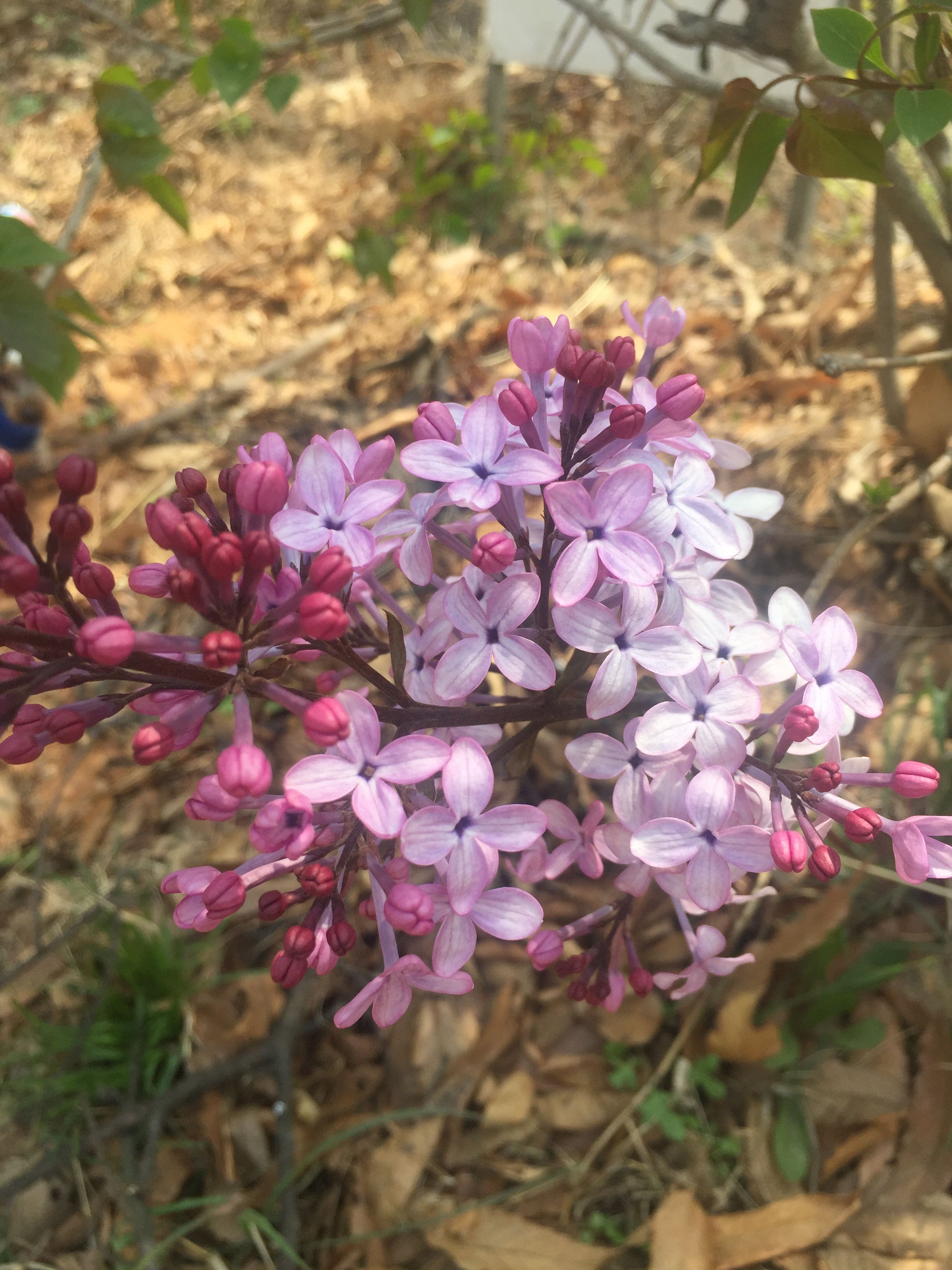 IMG_3524.JPG