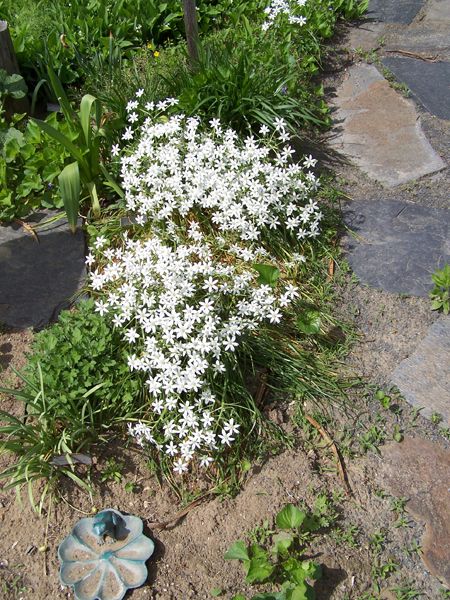 V garden - star of Bethlehem crop May 2018.jpg