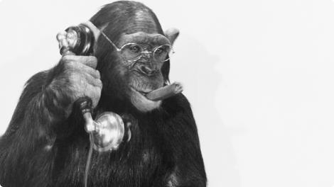 bw_monkey_on_phone.png