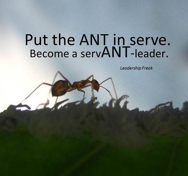 ant.jpg