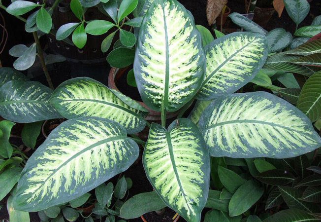 652x450_180480-dieffenbachia.jpg