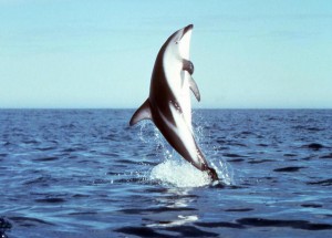 Dusky-Dolphins-are-widespread-throughout-the-southern-hemisphere-with-three-species-being-recognised-that-have-been-grouped-by-their-geographical-range-300x215.jpg