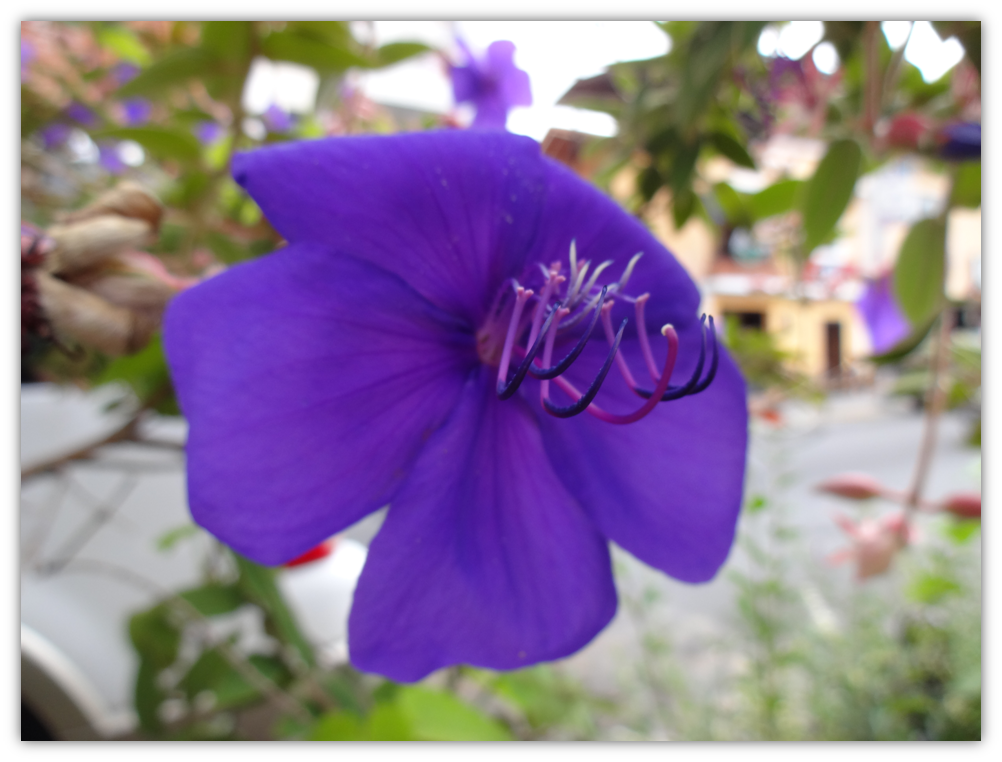 栄光の木は Tibouchina Steemit