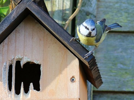 blue-tit-1322362__340.jpg