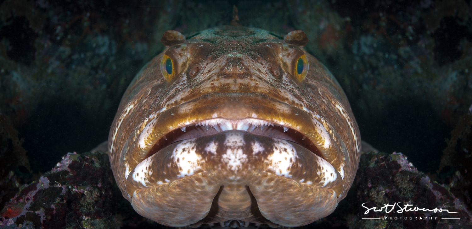 Lingcod-6.jpg