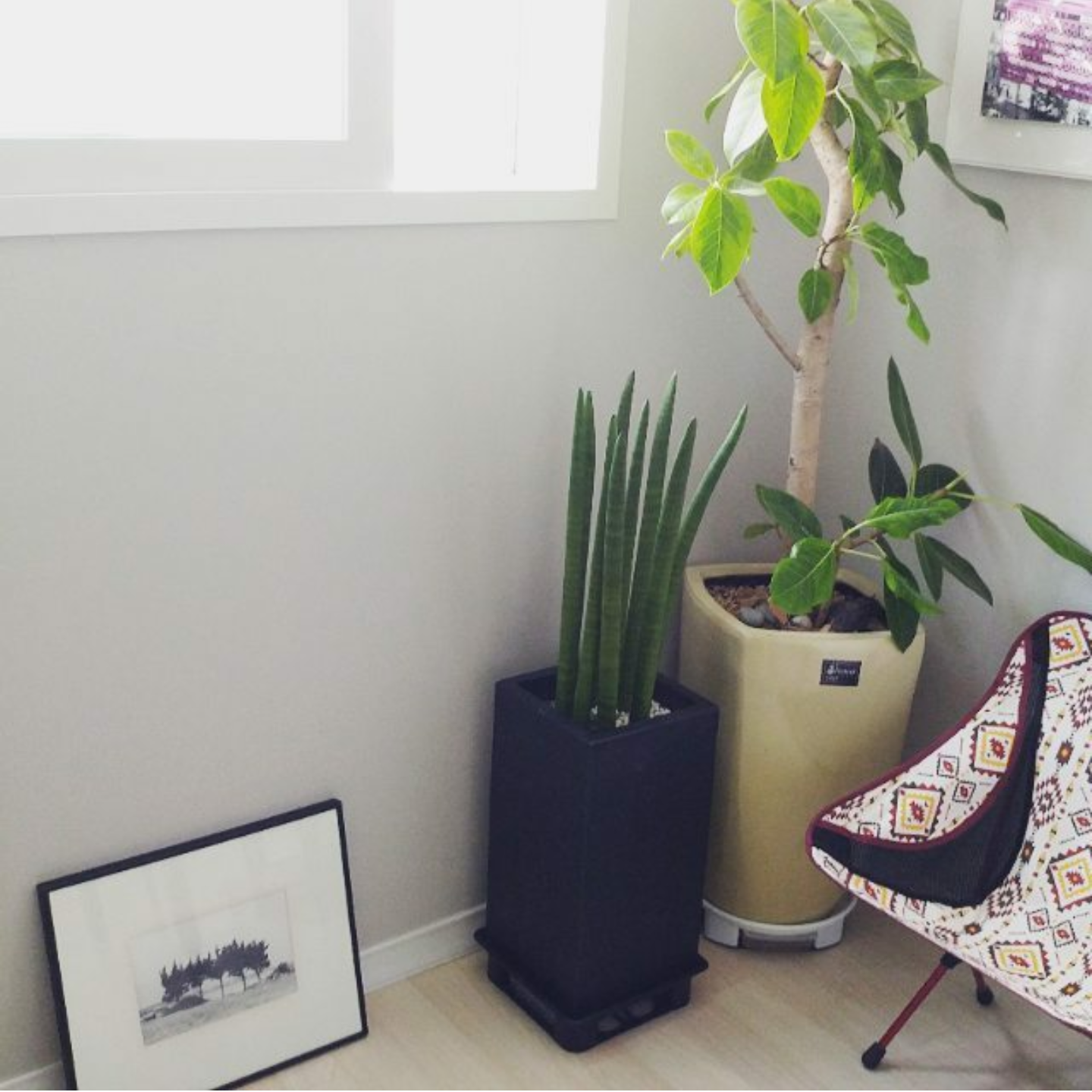 Sansevieria stuckyi and banyan tree.png