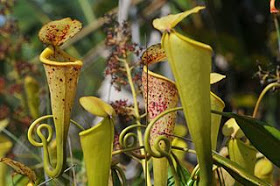 320px-Nepenthes2.jpg