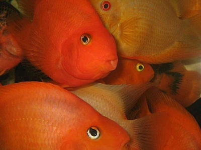 close-up-of-tropical-fishes.jpg