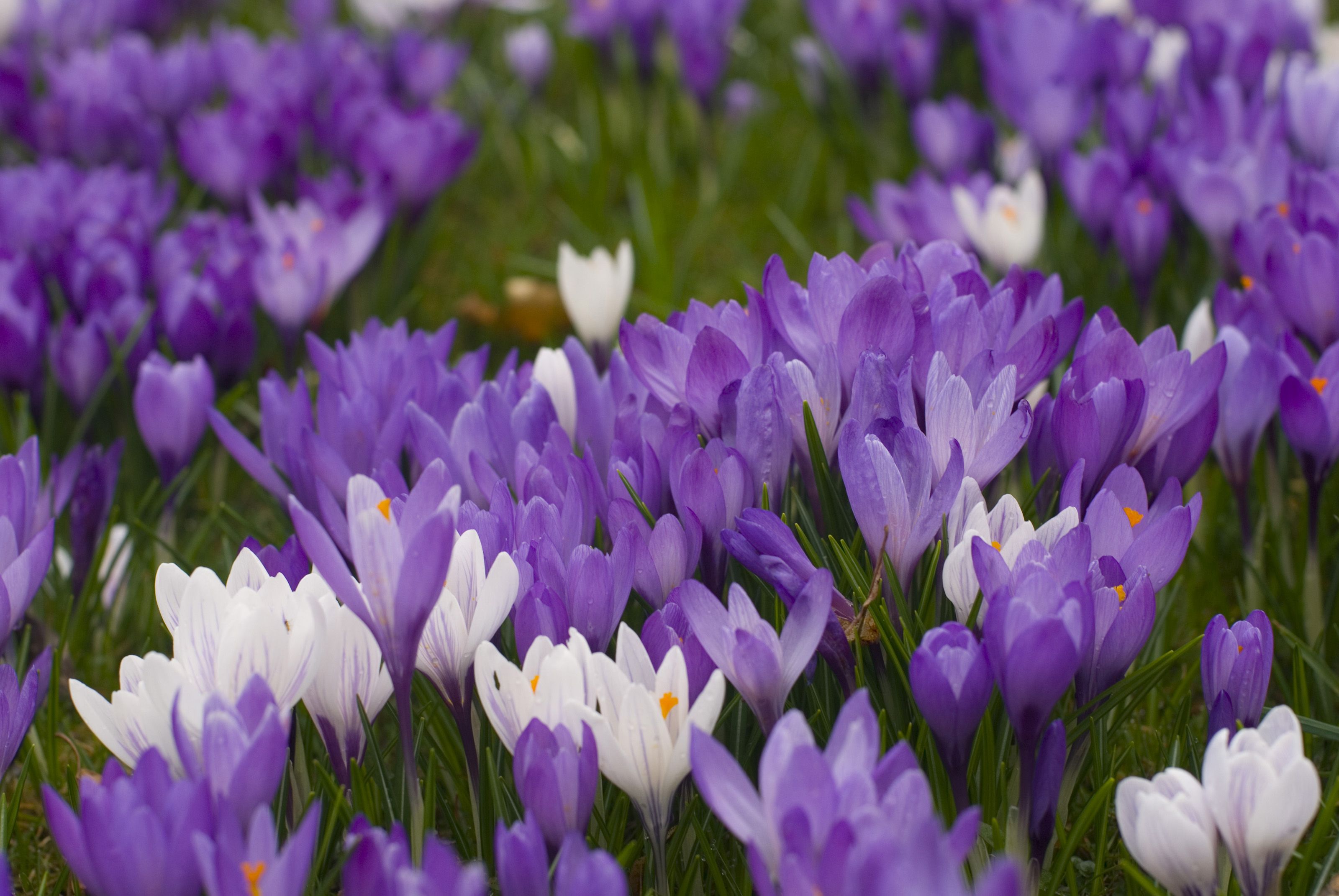 purple_croci.jpg