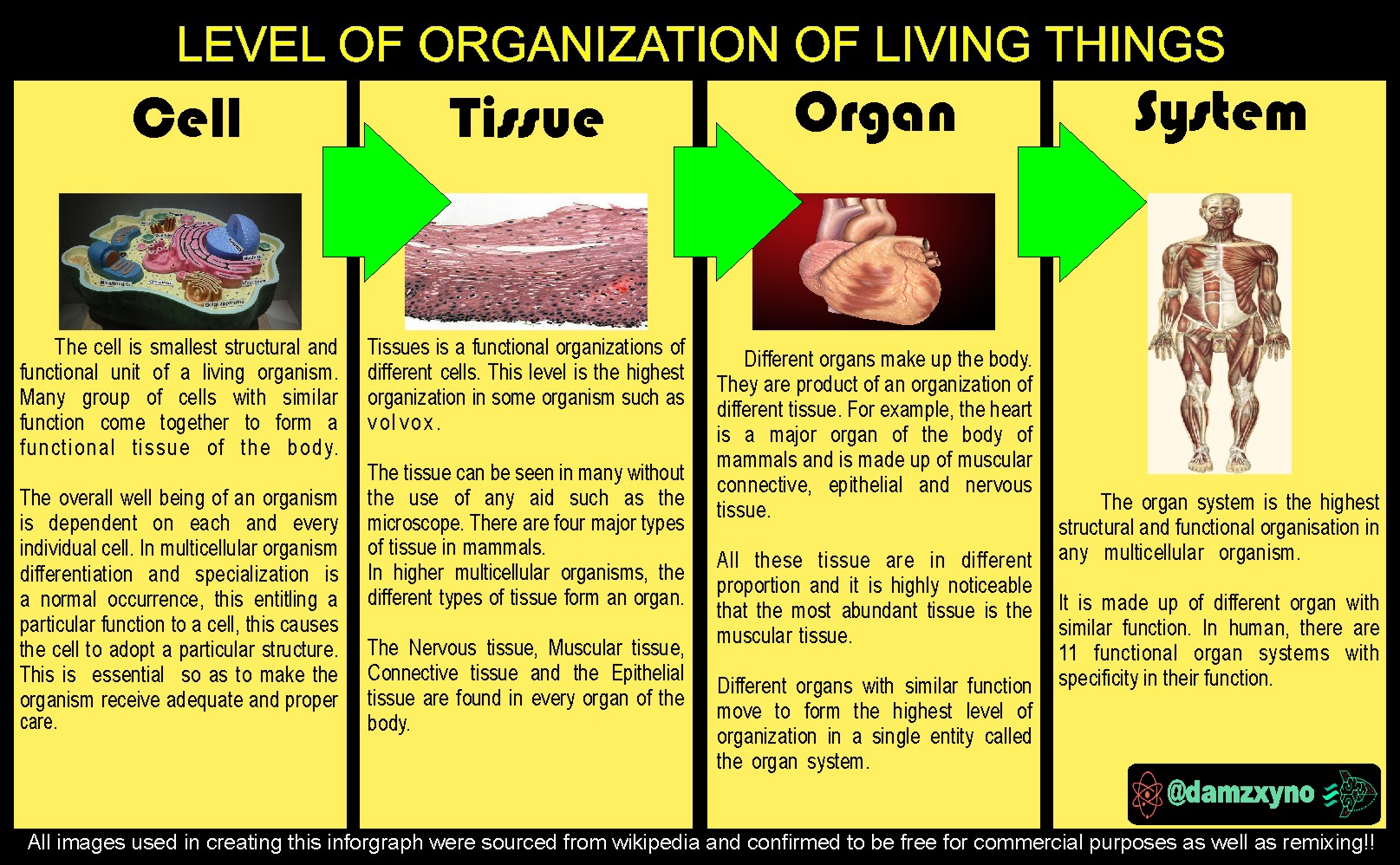 Tissues and organs