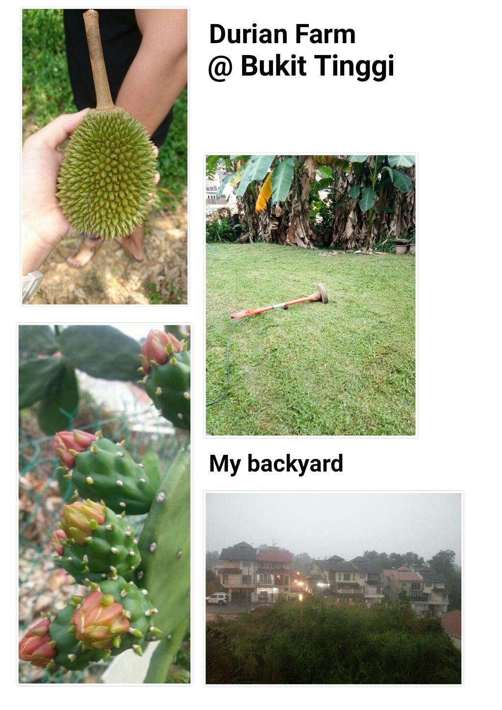 PhotoGrid_1506577900247.jpg