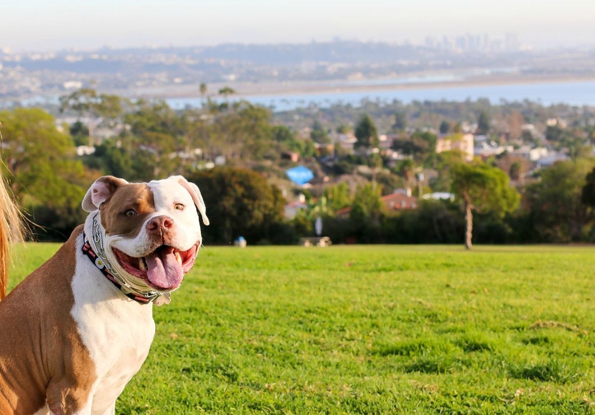 Doggy Park.jpg