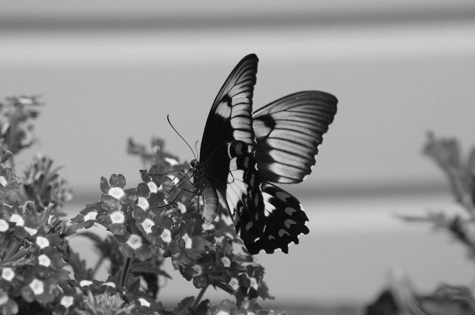 A Black And White Shot Of An Orchard Swallowtail Butterfly On Our