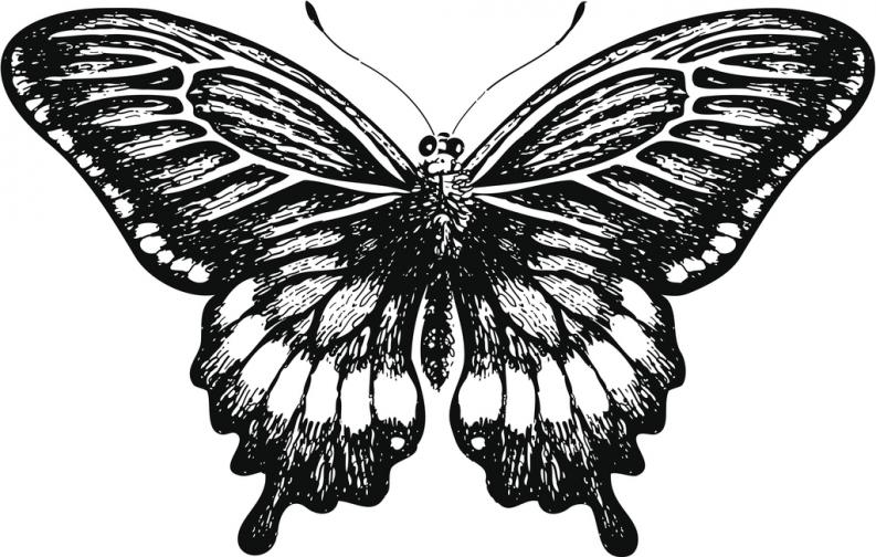 Dibujos-de-mariposas-para-tatuajes-14.jpg