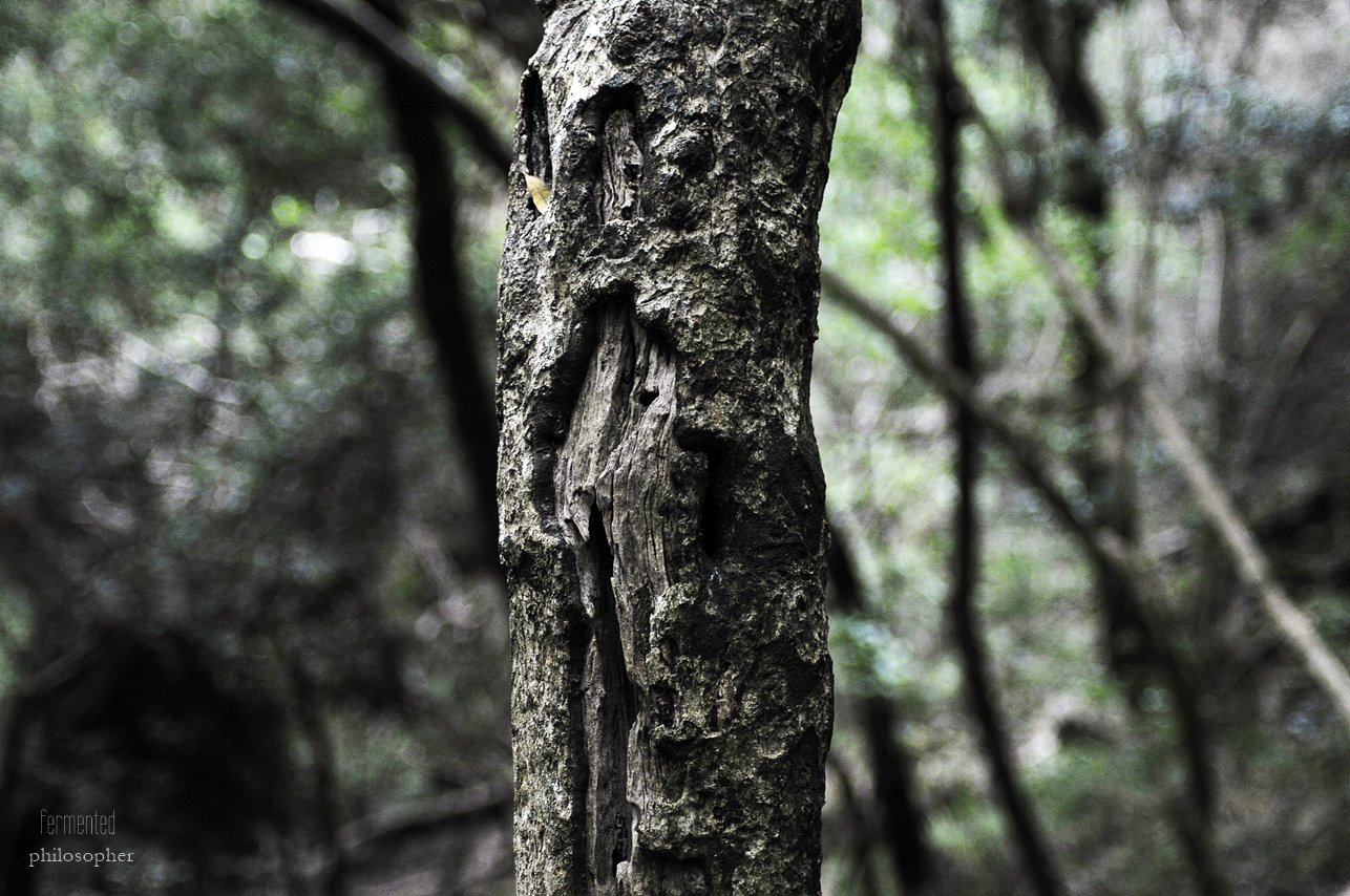 _DSC0753.JPG