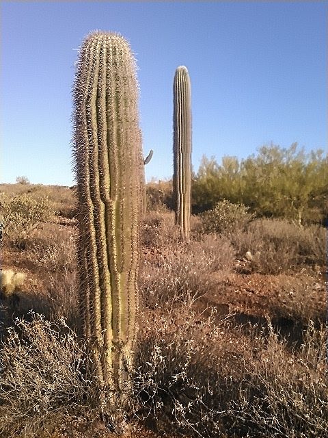 cactus 13-a.jpg