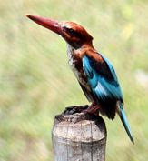 kingfisher.JPG