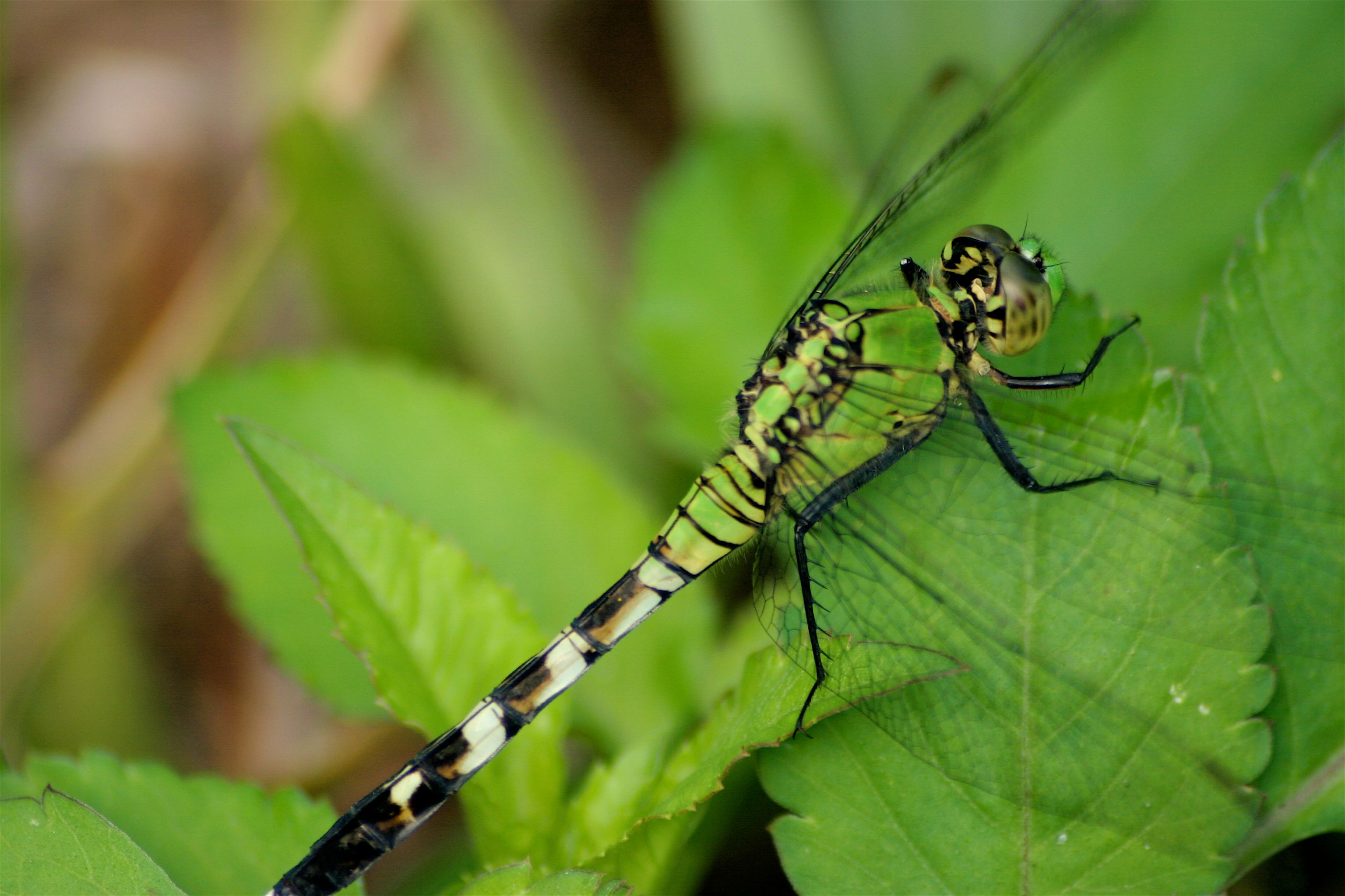 dragonfly close-2.jpg