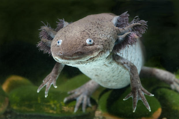 axolotl3.jpg