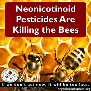 bees-exposed-to-systemic-pesticides-are-unable-to-gather-enough-pollen-neonicotinoids-kill-honeybees.jpg