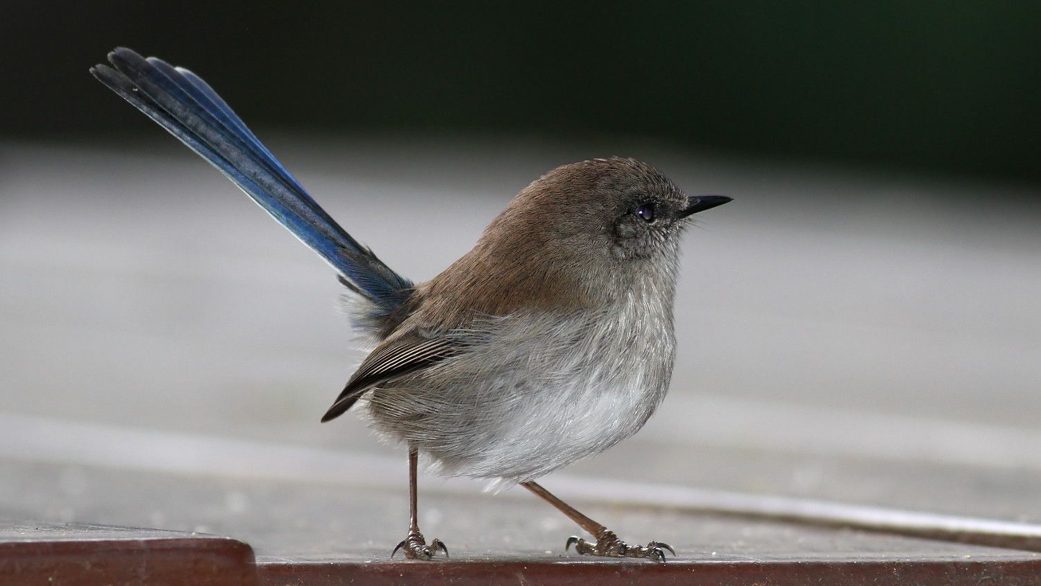 Superb Fairywren 2018-04-25 n1.jpg