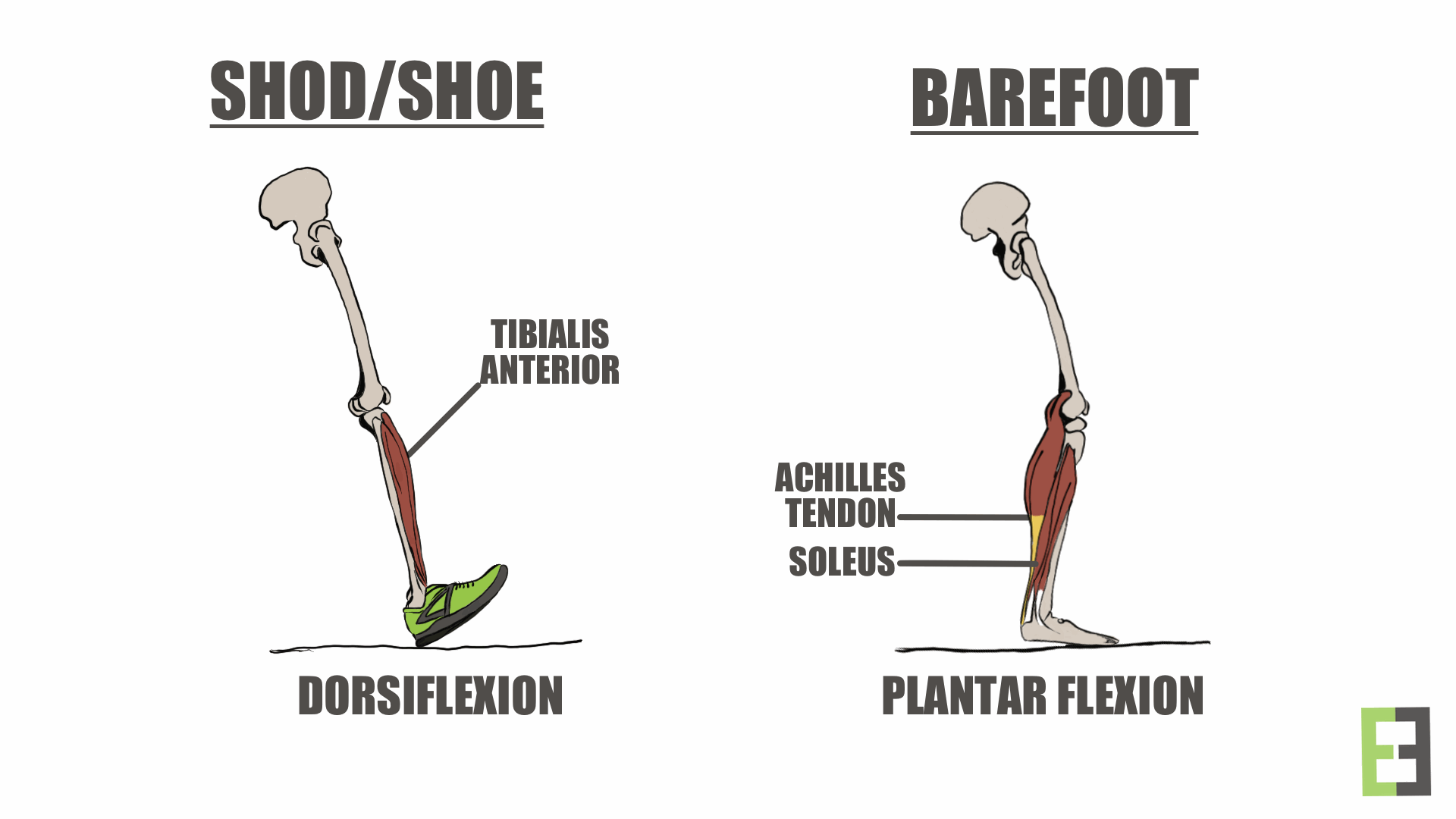 Dorsi:Plantar Flexion.png