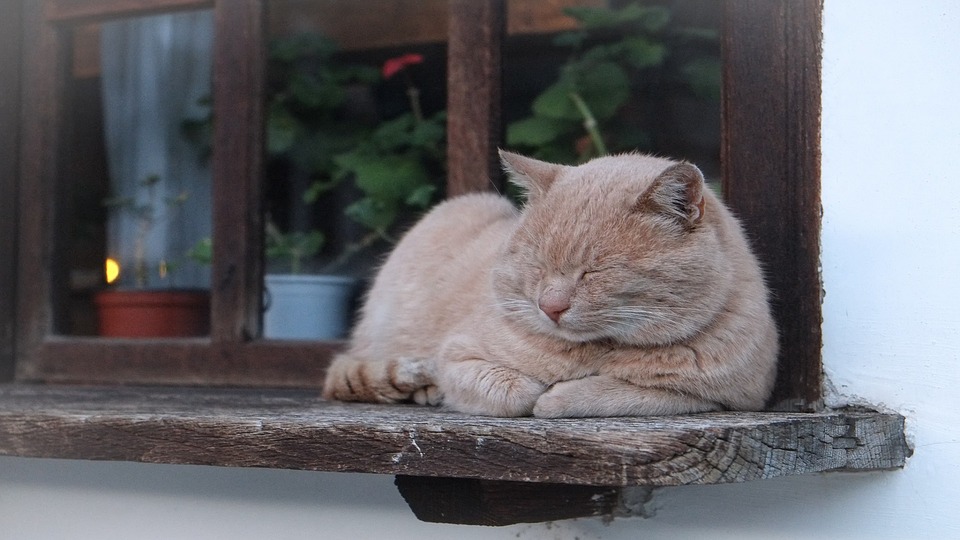 Animal-Cat-Sleeping-Feline-Window-Hangover-Nap-1183573.jpg