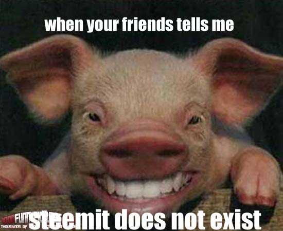 Pig-Funny-Laughing-Animal-Picture-001.jpg