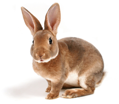 Image result for rabbit