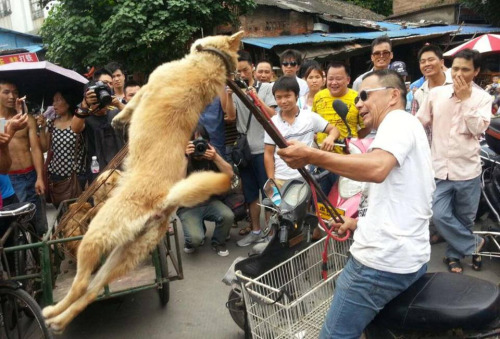 yulin-fact-2.jpg