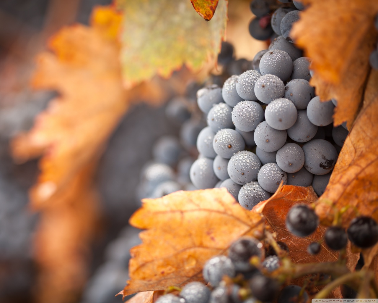 grapes-wallpaper-1280x1024.jpg