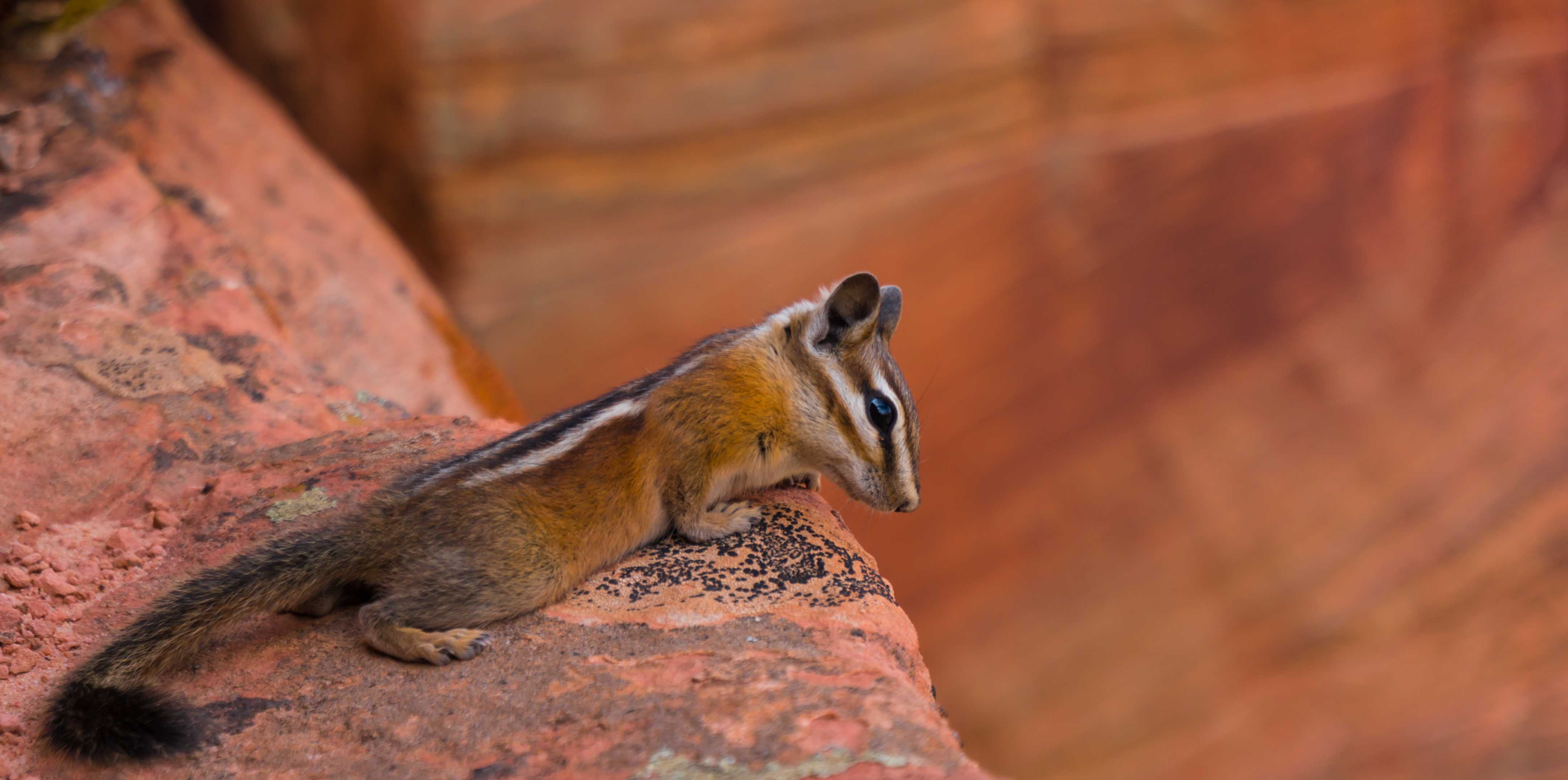 CanyonTour_CHIPMUNK.jpg