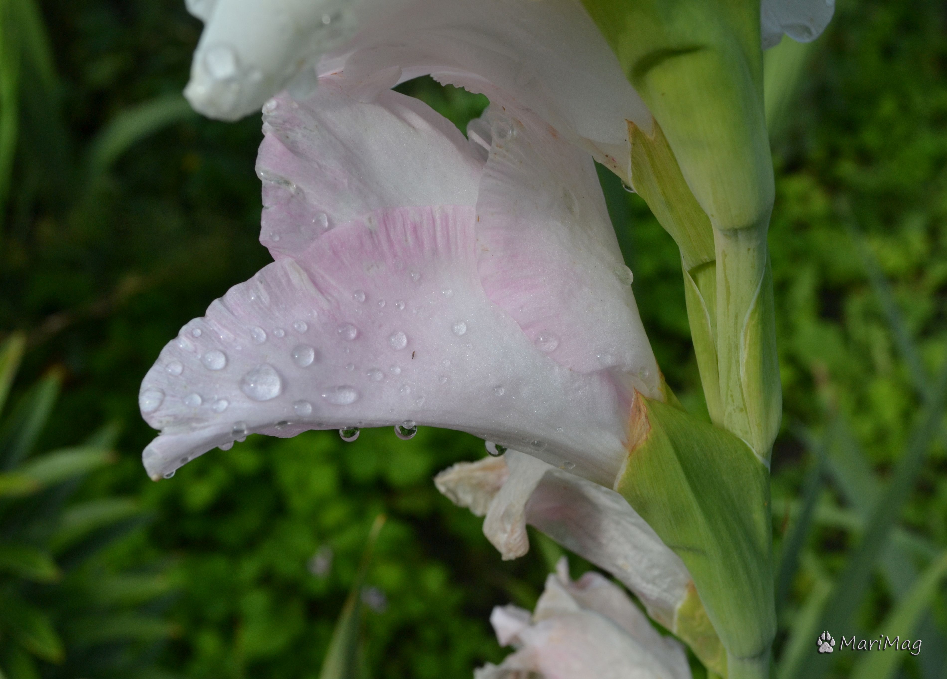 DSC_2254.jpg