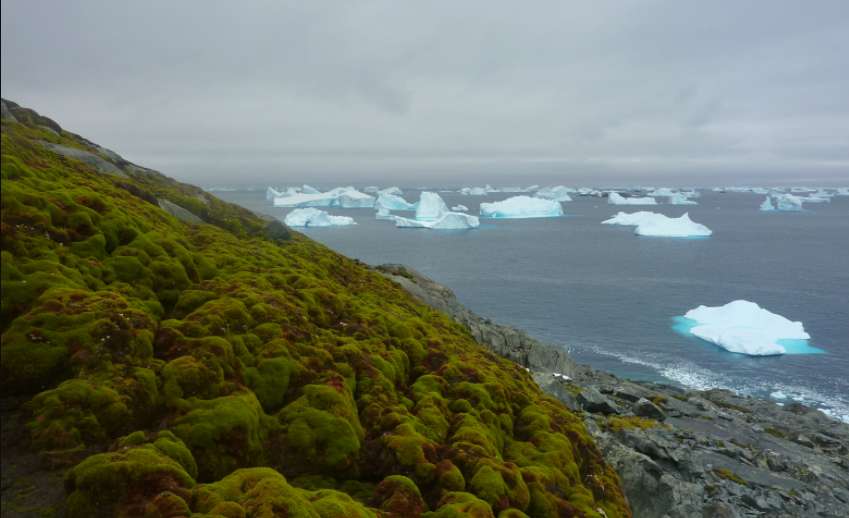 content-1495119666-antarctica-greening.jpg