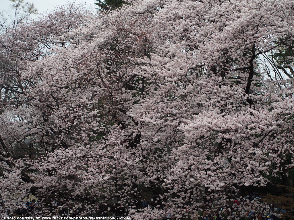 MassiveFloweringTree-051516.jpg