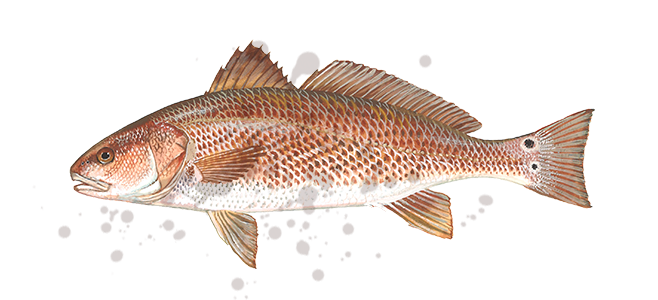 reddrumredfish.png