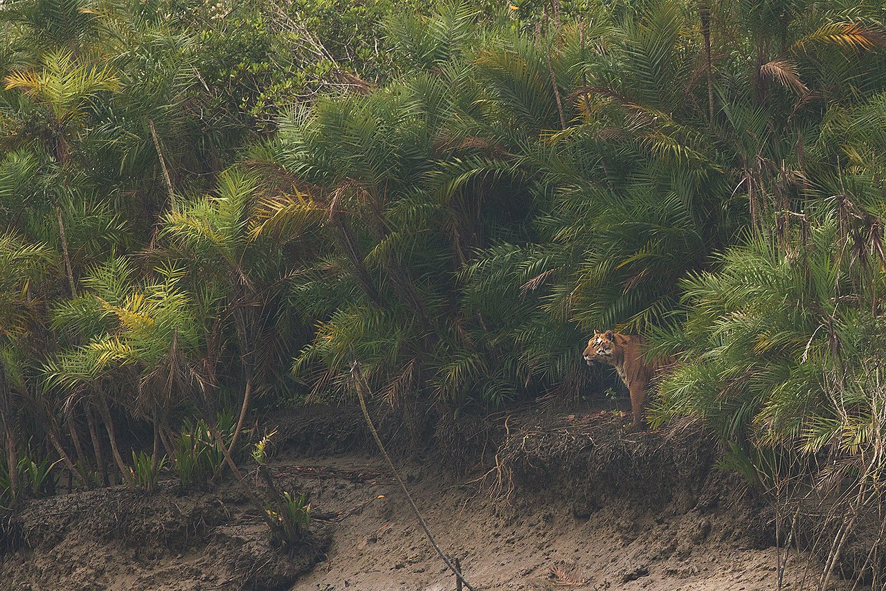 1280px-Tiger_Palm_in_Sundarban.jpg