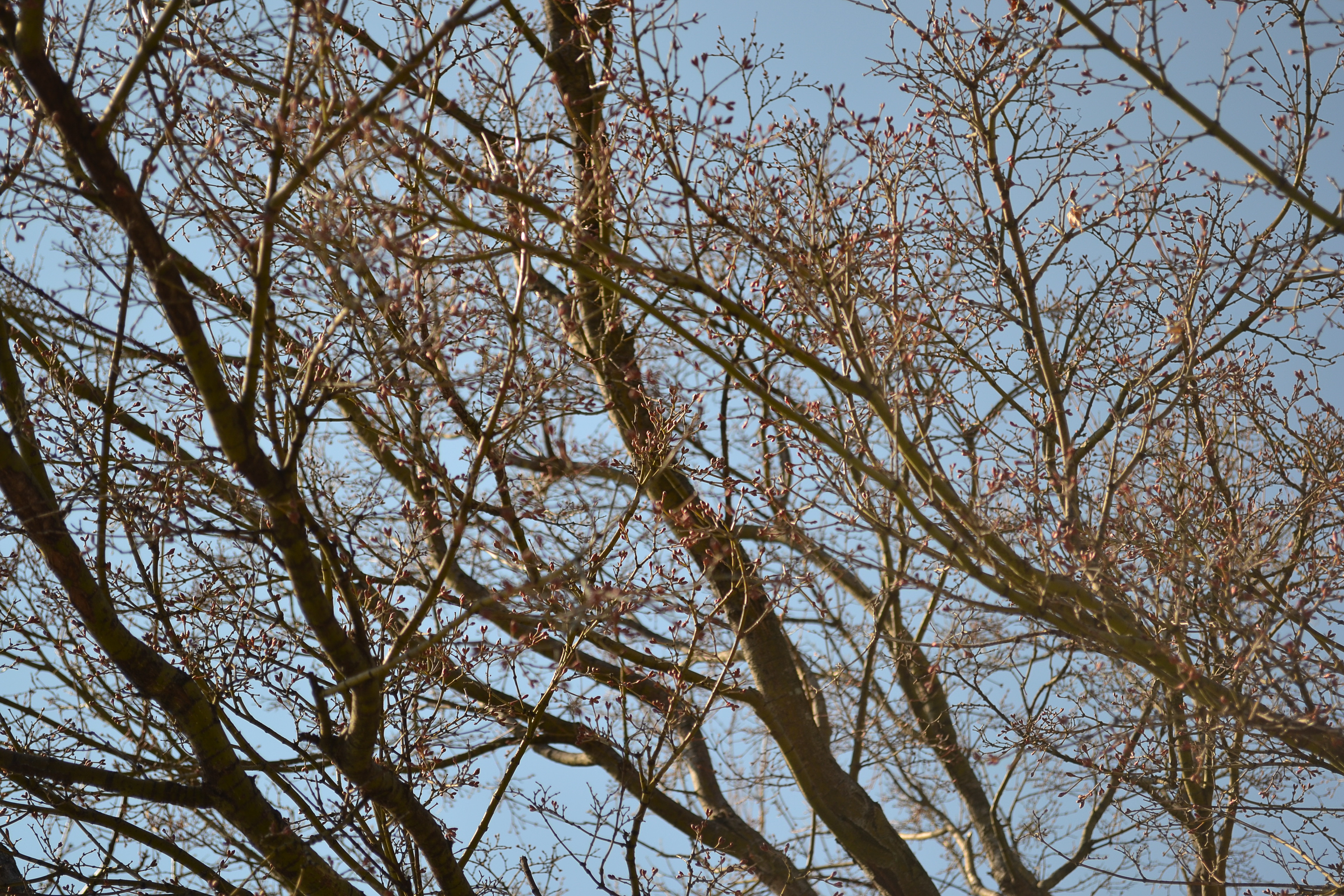 Spring Tree-Herndon VA.jpg