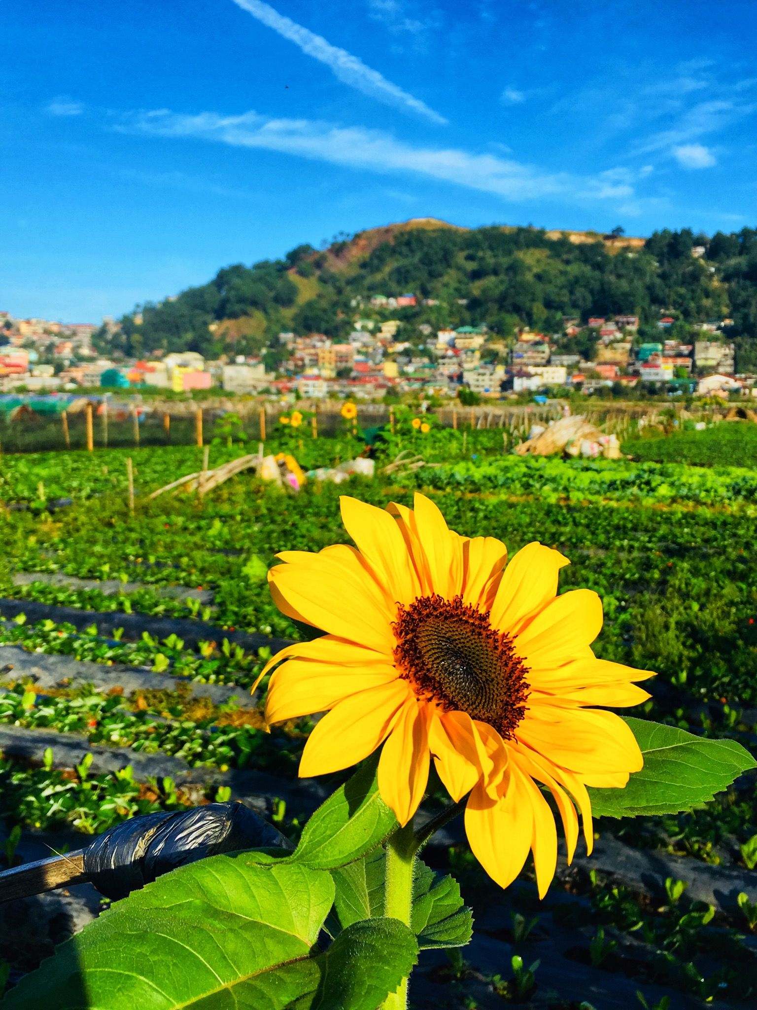 Sunflower Farm Baguio Best Flower Site