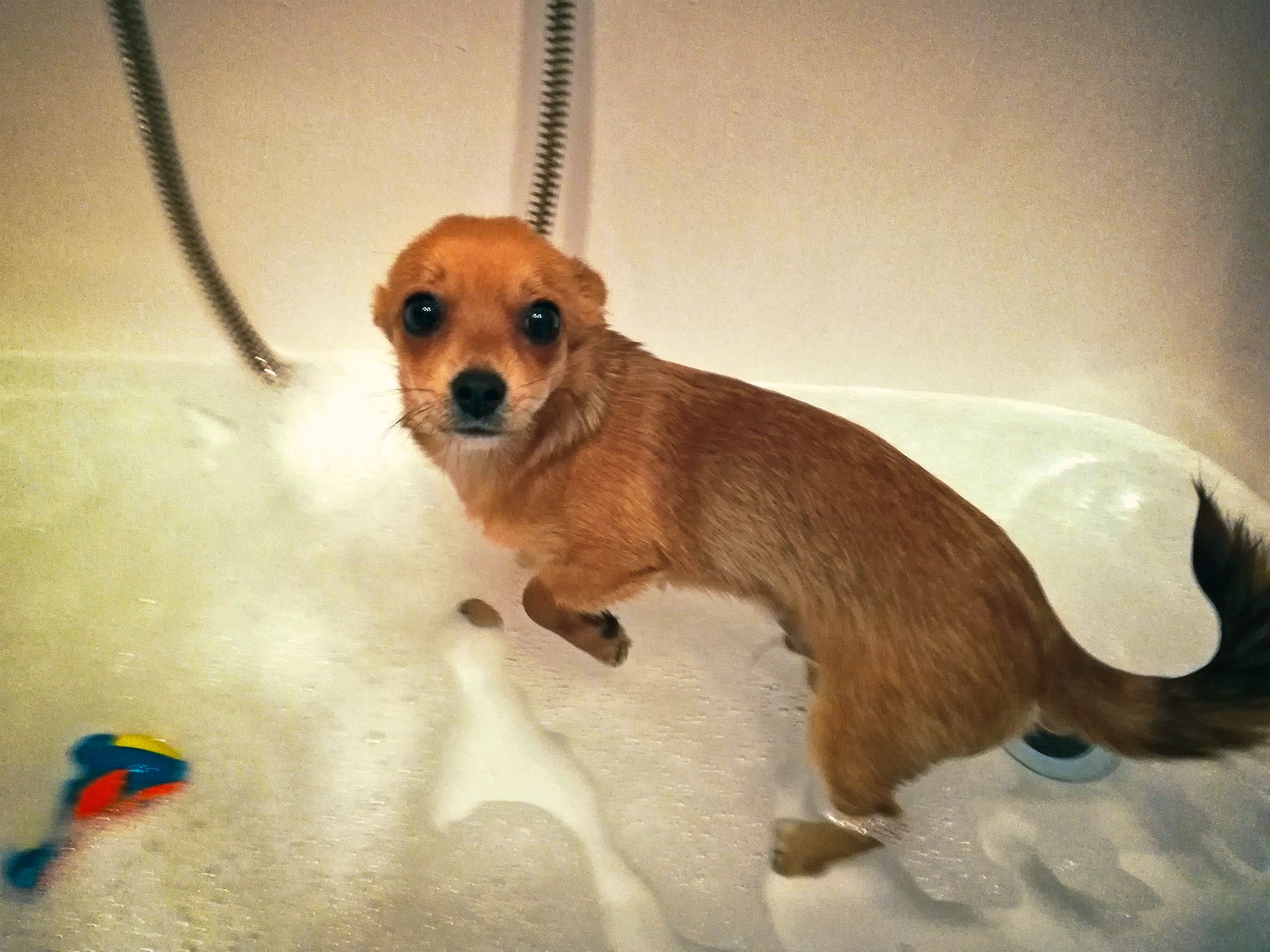 Misu-bath.jpg