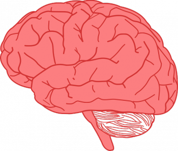 b21bc98d4231ea13e6d86078cabdaa34-Human-brain.png