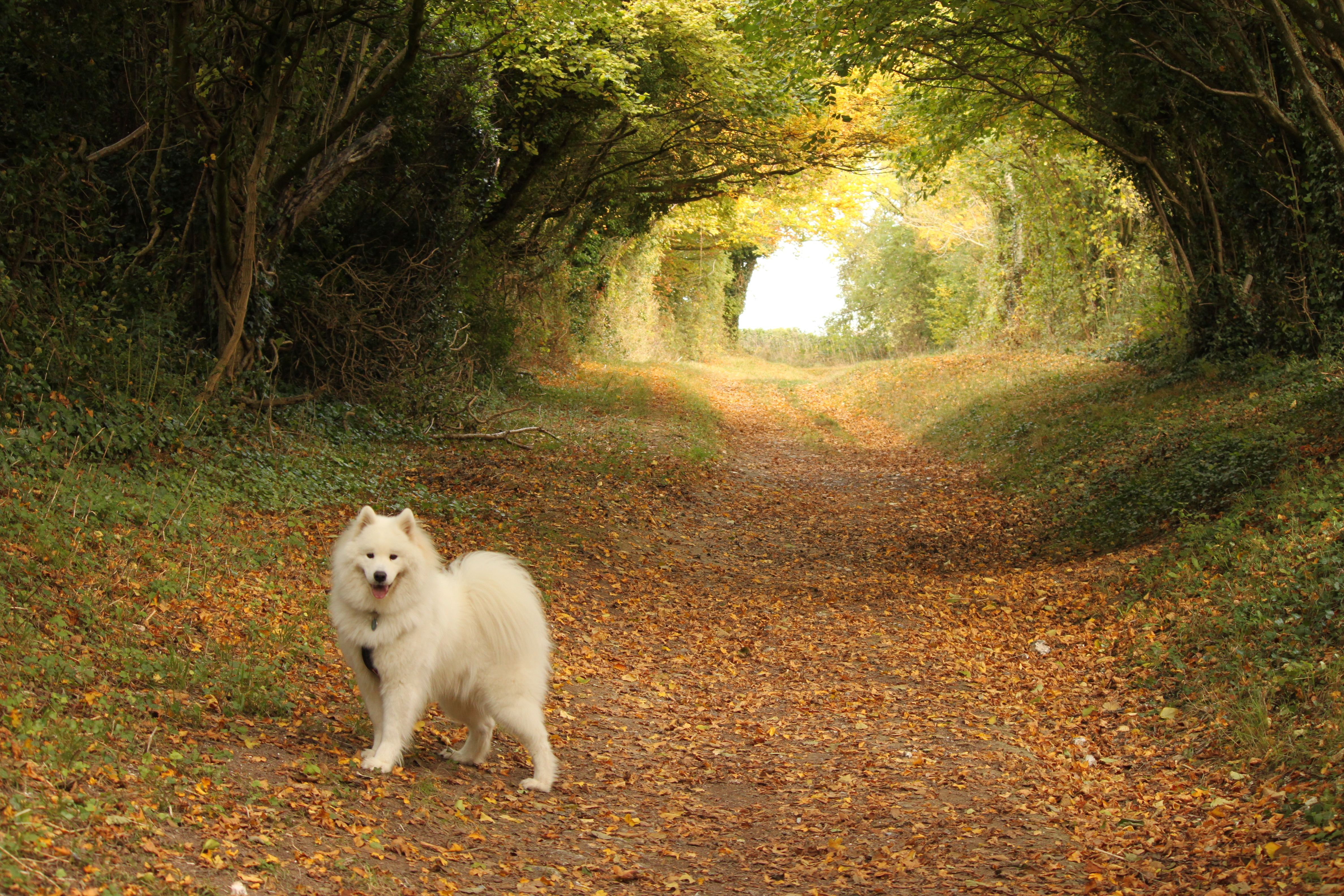 Samoyed in the Magical Tunnel of Trees in Halnaker — Steemit