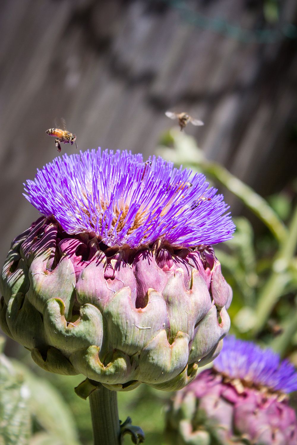 purple-flower-bees-8.jpg