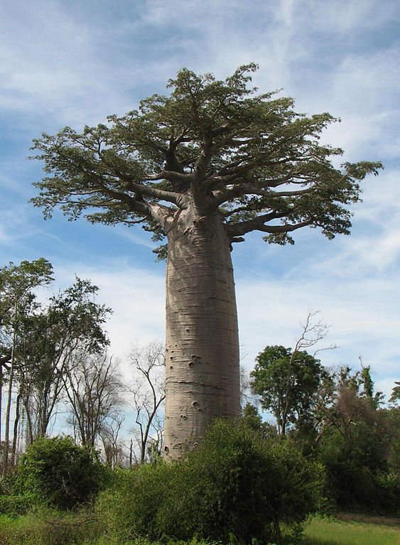 13-12-16-563px-Adansonia_grandidieri_01.jpg