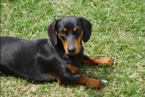 Black and tan dachshund.jpg