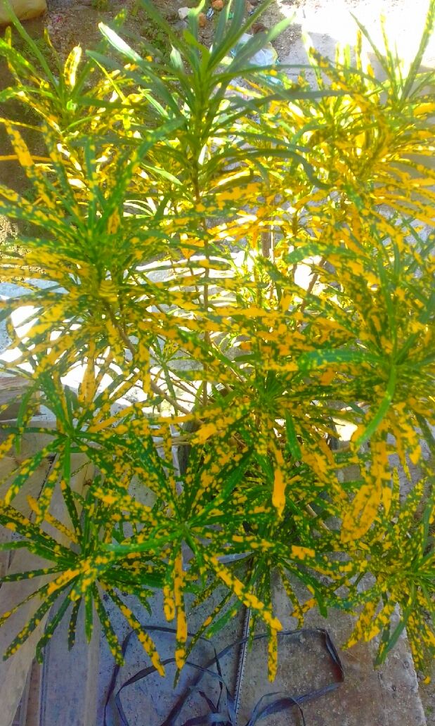 2018-02-20 15.18.55.jpg