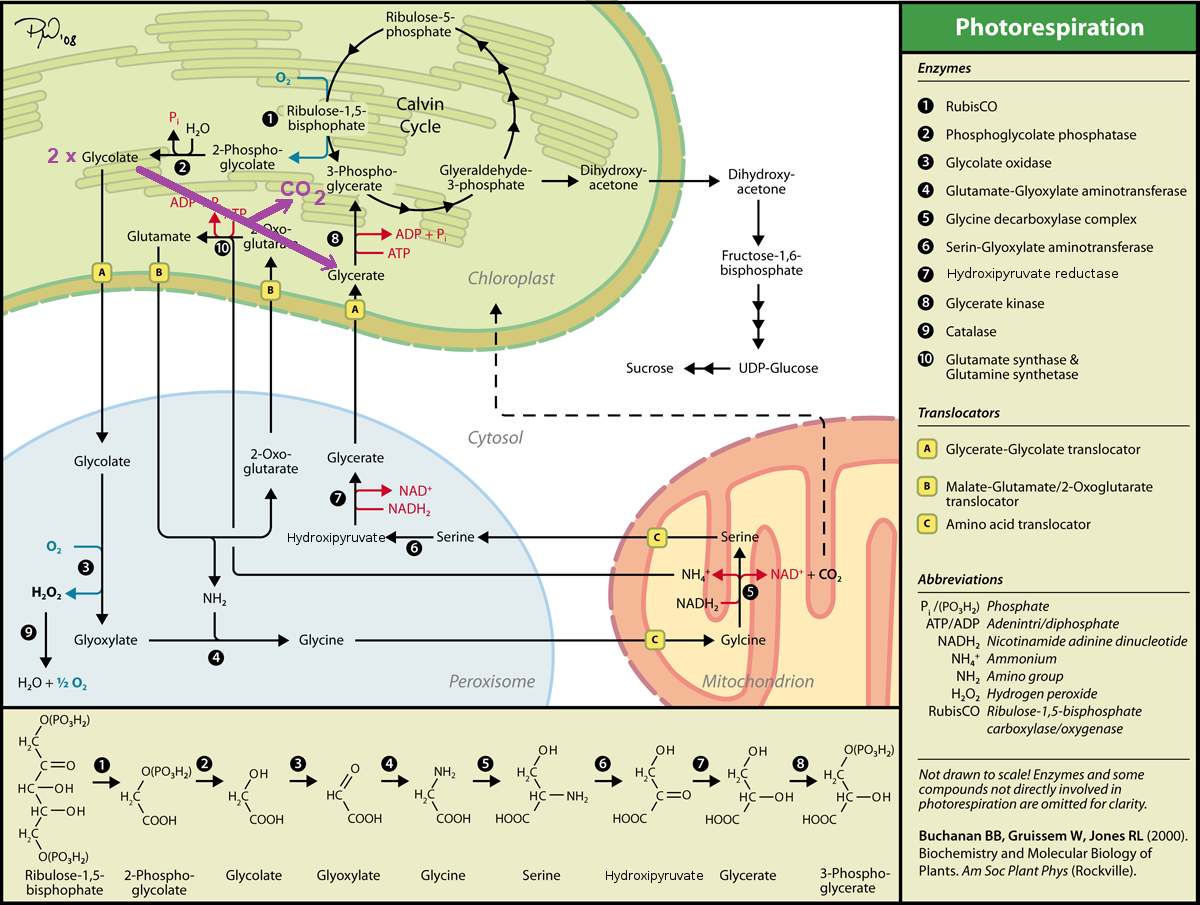Photorespiration_eng.png